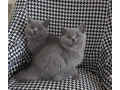 cute-british-short-hair-kittens-available-small-1