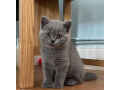 cute-british-short-hair-kittens-available-small-0