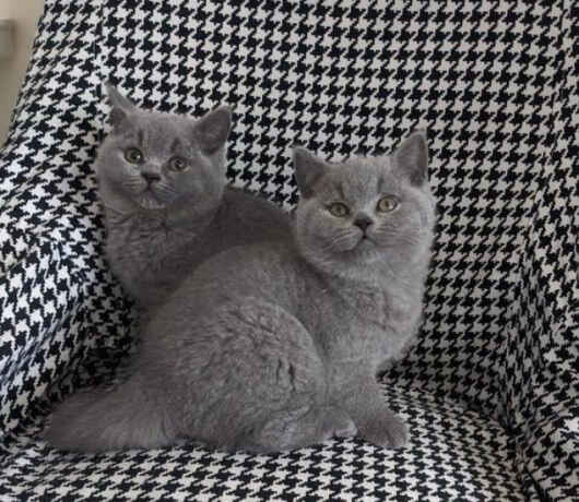 cute-british-short-hair-kittens-available-big-1