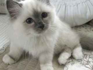 excellent-ragdoll-kitten-alfie