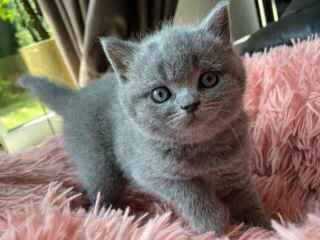 nice-british-shorthair-bella