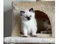 cute-ragdoll-kitten-bobby-small-0