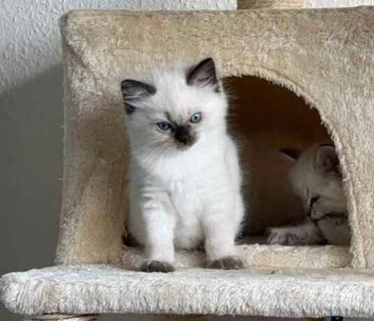 cute-ragdoll-kitten-bobby-big-0