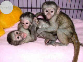 buy-pet-monkeys-like-baby-capuchins