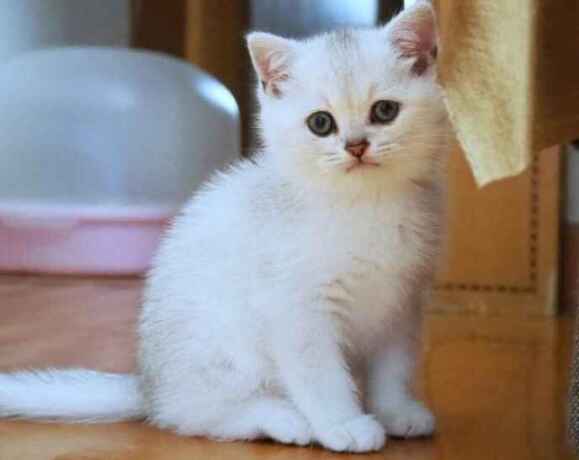 purchase-british-shorthair-cleo-big-0