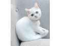 perfect-american-shorthair-ella-small-0