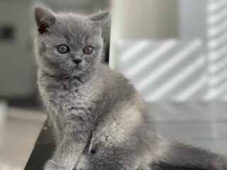 nice-british-shorthair-felix