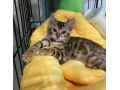 perfect-bengal-kitten-felix-small-0