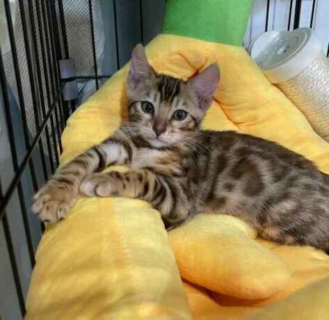 perfect-bengal-kitten-felix-big-0