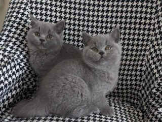 gorgeous-british-short-hair-kittens-available-now