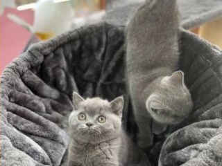 gorgeous-british-shorthair-kittens-for-adoption