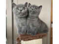 gorgeous-british-short-hair-kittens-available-here-small-0