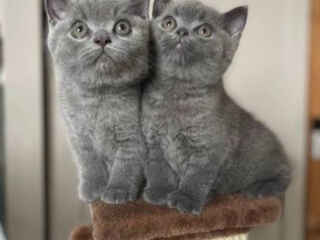 gorgeous-british-short-hair-kittens-available-here