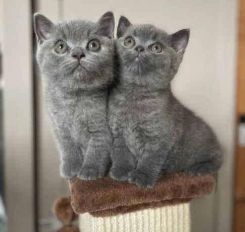 gorgeous-british-short-hair-kittens-available-here-big-0