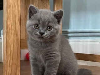 cute-british-short-hair-kittens-available