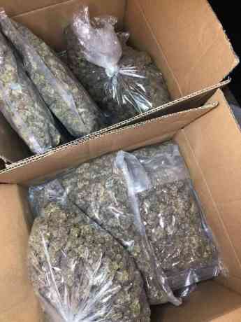 buy-marijuana-weed-weed-seeds-mushroom-shrooms-online-big-0