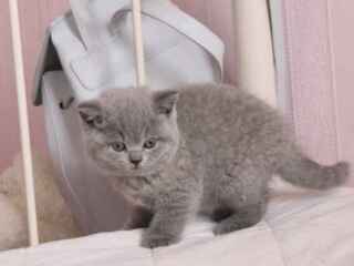 british-shorthair-abby