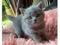 nice-british-shorthair-bella-small-0