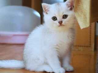 purchase-british-shorthair-cleo