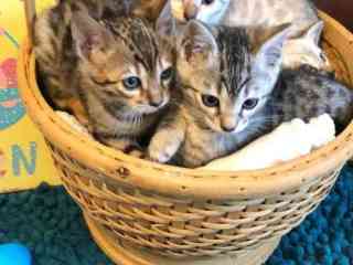 adorable-bengal-kitten-for-sale