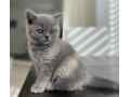 nice-british-shorthair-felix-small-0