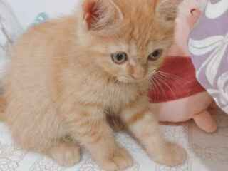 best-british-shorthair-fuzzy