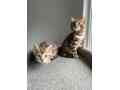 premium-bengal-kittens-for-sale-tica-registered-small-0