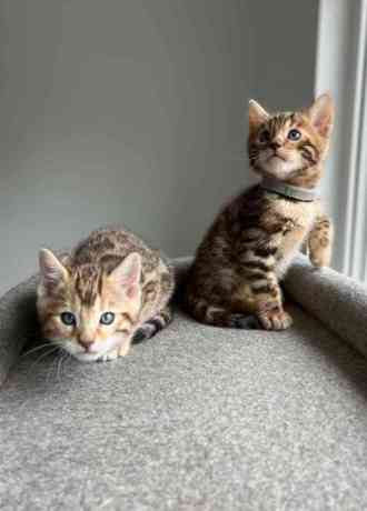 premium-bengal-kittens-for-sale-tica-registered-big-0